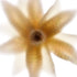 Yellow Star Flower Art Print